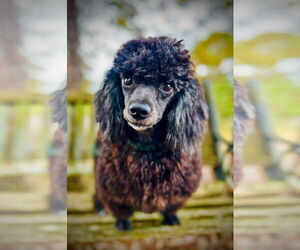 Poodle (Toy)-Unknown Mix Dogs for adoption in Pacolet, SC, USA