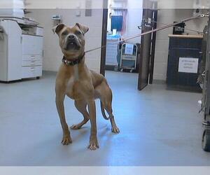 American Pit Bull Terrier Dogs for adoption in Fayetteville, NC, USA