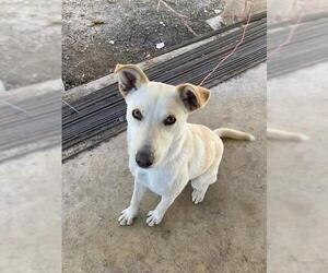 Labrador Retriever-Unknown Mix Dogs for adoption in San Antonio, TX, USA