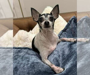 Rat-Cha Dogs for adoption in Princeton, MN, USA