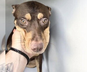 Doberman Pinscher-Unknown Mix Dogs for adoption in Houston, TX, USA