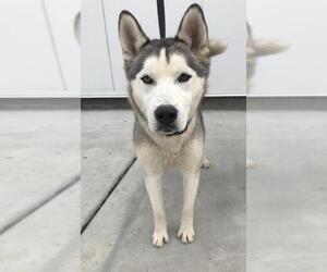 Alaskan Husky Dogs for adoption in Fresno, CA, USA