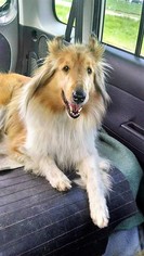 Collie Dogs for adoption in Eldora, IA, USA