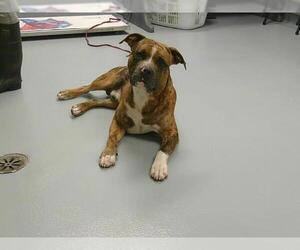American Pit Bull Terrier-Unknown Mix Dogs for adoption in St. Cloud, FL, USA