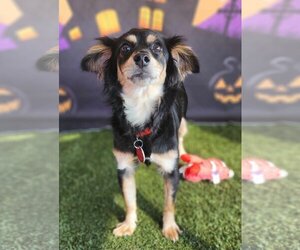 Wapoo Dogs for adoption in Phoenix, AZ, USA