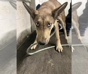 German Shepherd Dog Dogs for adoption in Stockton, CA, USA