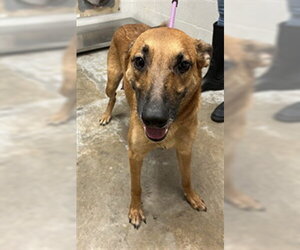 German Shepherd Dog-Unknown Mix Dogs for adoption in San Andreas, CA, USA