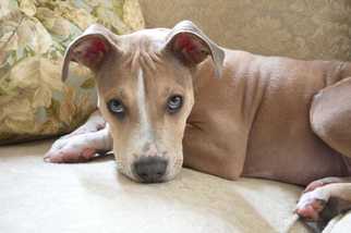 American Pit Bull Terrier-Unknown Mix Dogs for adoption in Azle, TX, USA