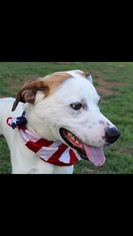 Boxador Dogs for adoption in Columbia, TN, USA