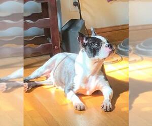Boston Terrier Dogs for adoption in Brooklyn Center, MN, USA