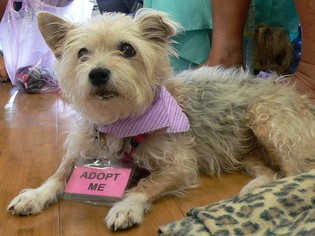 Cairn Terrier Dogs for adoption in Fort Lauderdale, FL, USA