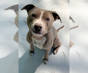 American Pit Bull Terrier-Staffordshire Bull Terrier Mix Dogs for adoption in Oakhurst, NJ, USA