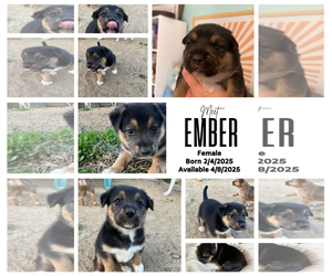 Mutt Dogs for adoption in Munford, TN, USA