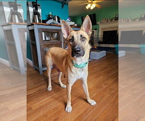 Shepradors Dogs for adoption in Raleigh, NC, USA