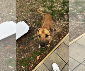 Mutt Dogs for adoption in Candler, NC, USA