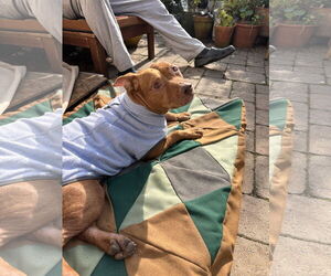 American Pit Bull Terrier-Unknown Mix Dogs for adoption in Berkeley, CA, USA