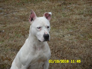 Great Dane-Unknown Mix Dogs for adoption in Rowayton, CT, USA