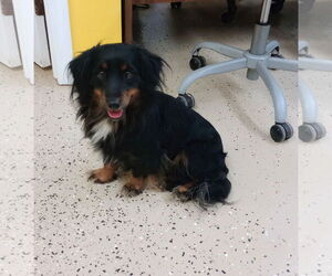 Dachshund-Unknown Mix Dogs for adoption in York, SC, USA