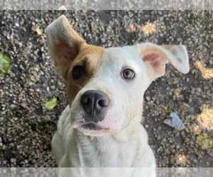 Labrador Retriever-Unknown Mix Dogs for adoption in Anniston, AL, USA