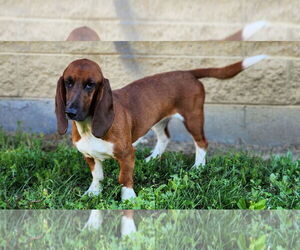 Mutt Dogs for adoption in Brookville, OH, USA