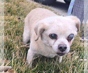 Chug Dogs for adoption in Salt Lake City, UT, USA