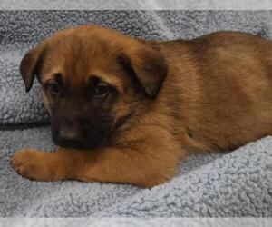 Mutt Dogs for adoption in Thief River Falls, MN, USA