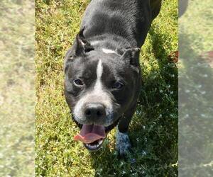 American Pit Bull Terrier-Unknown Mix Dogs for adoption in Seattle, WA, USA