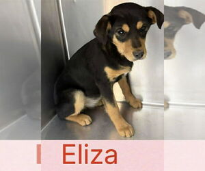 Beagle-German Shepherd Dog Mix Dogs for adoption in Aurora, IN, USA