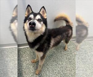 Siberian Husky Dogs for adoption in Salisbury, NC, USA