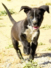 Border Collie Dogs for adoption in Tehachapi, CA, USA