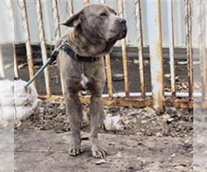 Mastiff Dogs for adoption in Houston, TX, USA