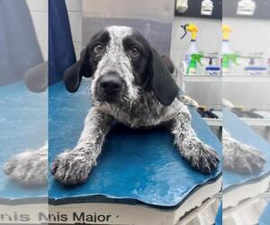 German Wirehaired Pointer-Unknown Mix Dogs for adoption in Mobile, AL, USA