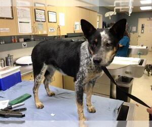 Mutt Dogs for adoption in Riverside, CA, USA