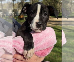 American Pit Bull Terrier-Unknown Mix Dogs for adoption in Clarkston, MI, USA