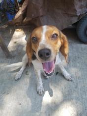 Beagle Dogs for adoption in Mansfield, TX, USA
