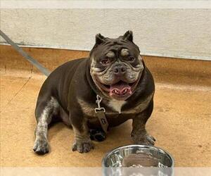 Bulldog-Unknown Mix Dogs for adoption in Martinez, CA, USA
