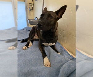 German Shepherd Dog-Unknown Mix Dogs for adoption in Sanford, FL, USA