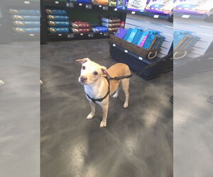 Chihuahua-Unknown Mix Dogs for adoption in Minneapolis, MN, USA