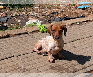 Dachshund Dogs for adoption in Sioux Falls, SD, USA