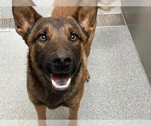 Mutt Dogs for adoption in Orange, CA, USA