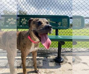 American Bulldog-American Staffordshire Terrier Mix Dogs for adoption in miami, FL, USA