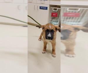 Leonberger-Unknown Mix Dogs for adoption in Fremont, CA, USA