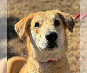 Mutt Dogs for adoption in Yardley, PA, USA