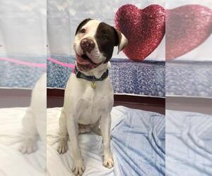 Lab-Pointer Dogs for adoption in Euless, TX, USA