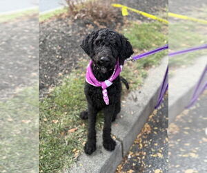 Mutt Dogs for adoption in Shermans Dale, PA, USA