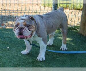 Bulldog Dogs for adoption in Martinez, CA, USA