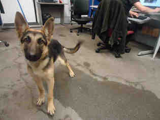 Medium Photo #1 German Shepherd Dog Puppy For Sale in Fairfield, CA, USA