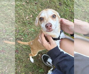 Chiweenie Dogs for adoption in Wakefield, RI, USA