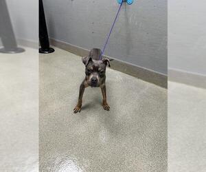 Mutt Dogs for adoption in Las Vegas, NV, USA