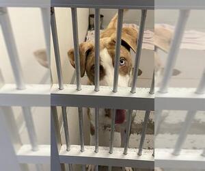 Mutt Dogs for adoption in Sugar Land, TX, USA